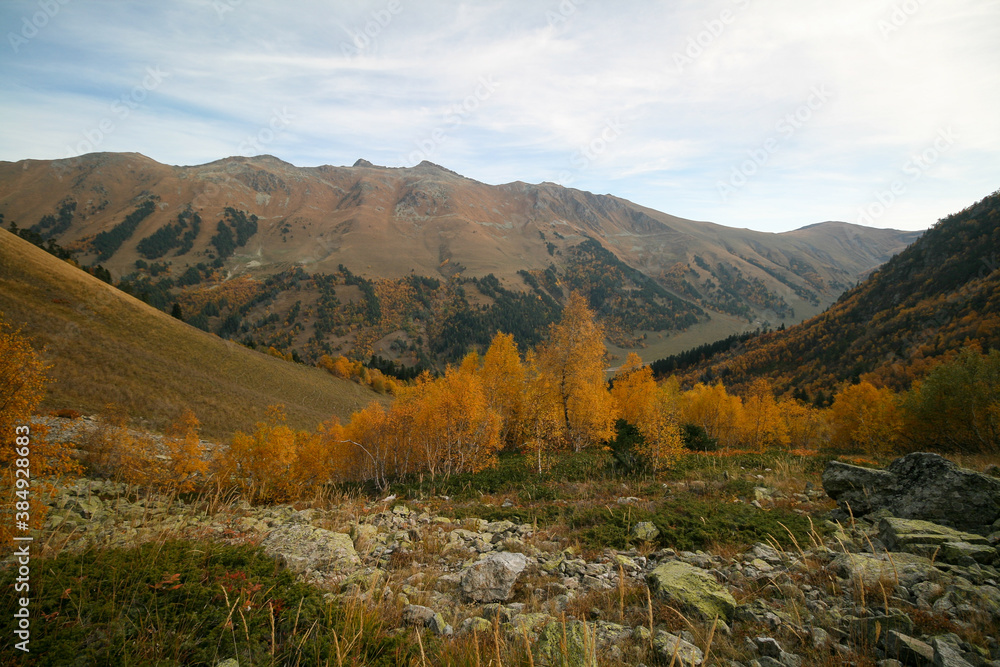 Fototapeta premium Golden autumn in the mountains of Arkhyz, Russia.