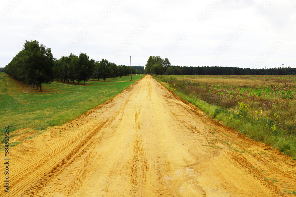 Dirt road by a pecan orchard