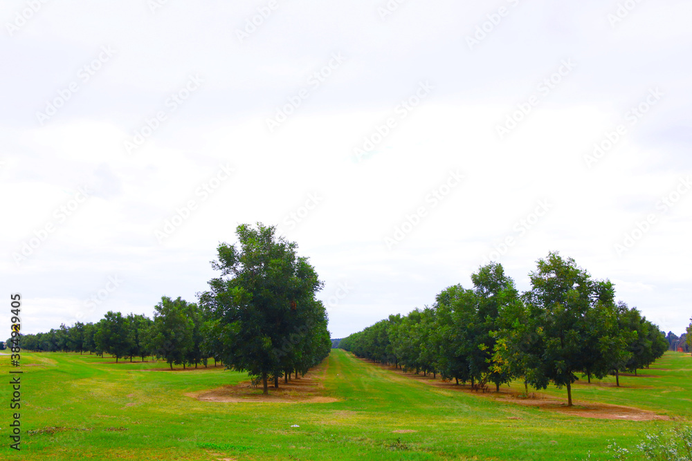 Beautiful green pecan trees in the Spring Beautiful green pecan trees in the Spring