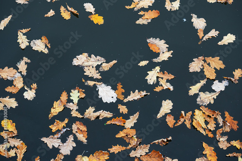 Yellow fallen oak leaves on the surface of the lake water. Natural autumn pattern.