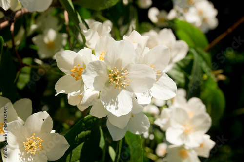 Blooming apple tree branches