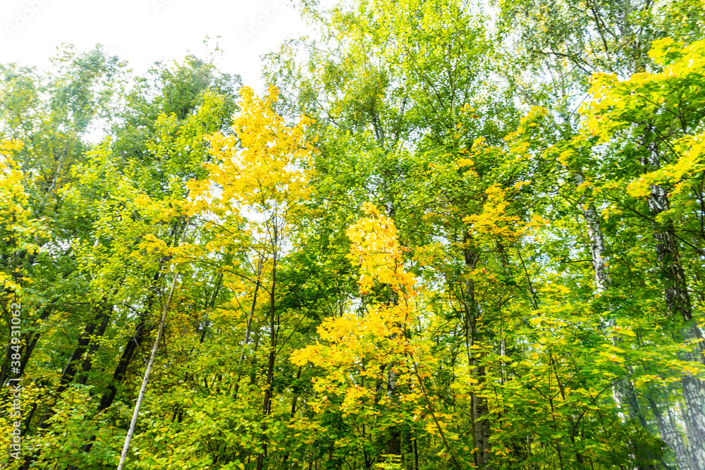 beautiful autumn forest in September, can be used for backgrounds, cards, wallpapers on PC and Smartphone beautiful autumn forest in September, can be used for backgrounds, cards, wallpapers on PC and Smartphone