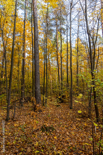 Autumn landscape, forest in autumn, yellow leaves. Beautiful background or screen saver on the phone and computer