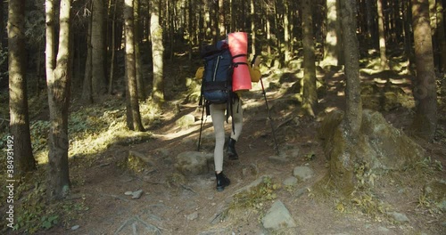 Wallpaper Mural Rear of Caucasian woman hiking in mountains between trees with trekking poles and backpack alone. Young female hiker climbing in forest outdoors. Nature concept. Back view. Travel and tourism Torontodigital.ca