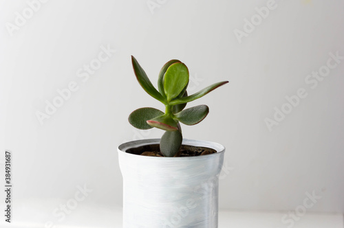 Crassula in white pot made from can and painted on the white background photo