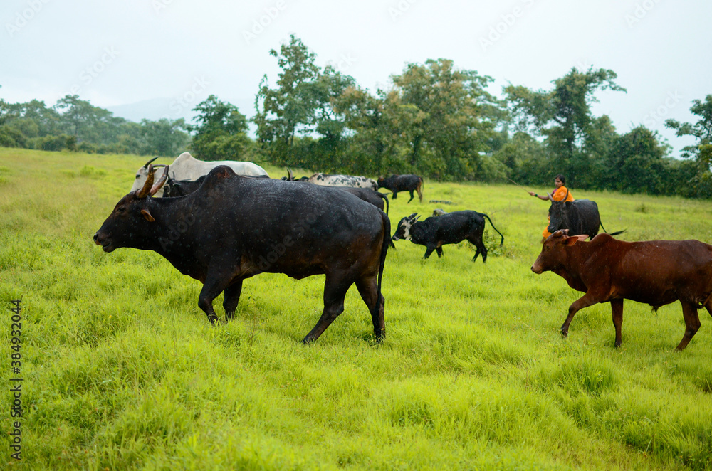 Indian cattle walking on green grass in rainy season Indian cattle walking on green grass in rainy season