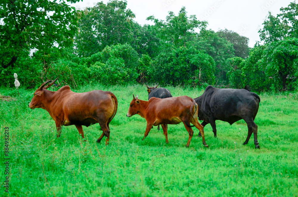 Indian cattle roaming on meadow while raining Indian cattle roaming on meadow while raining
