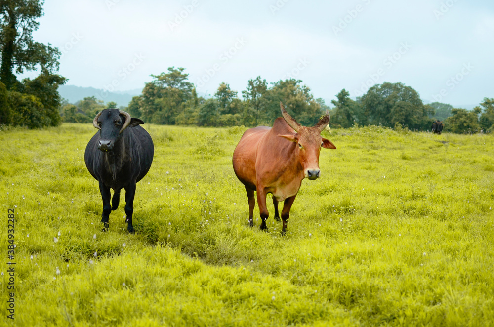 Black and brown bull on meadow during rainy season Black and brown bull on meadow during rainy season