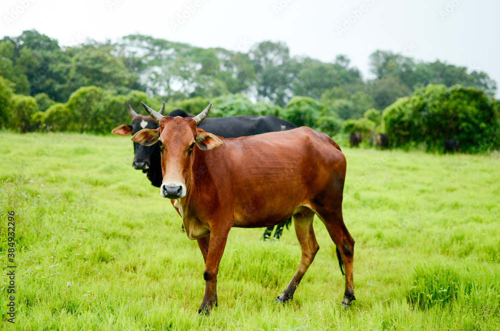 Cow looking at camera during rainy season