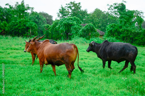 Group of cattle walking in rain