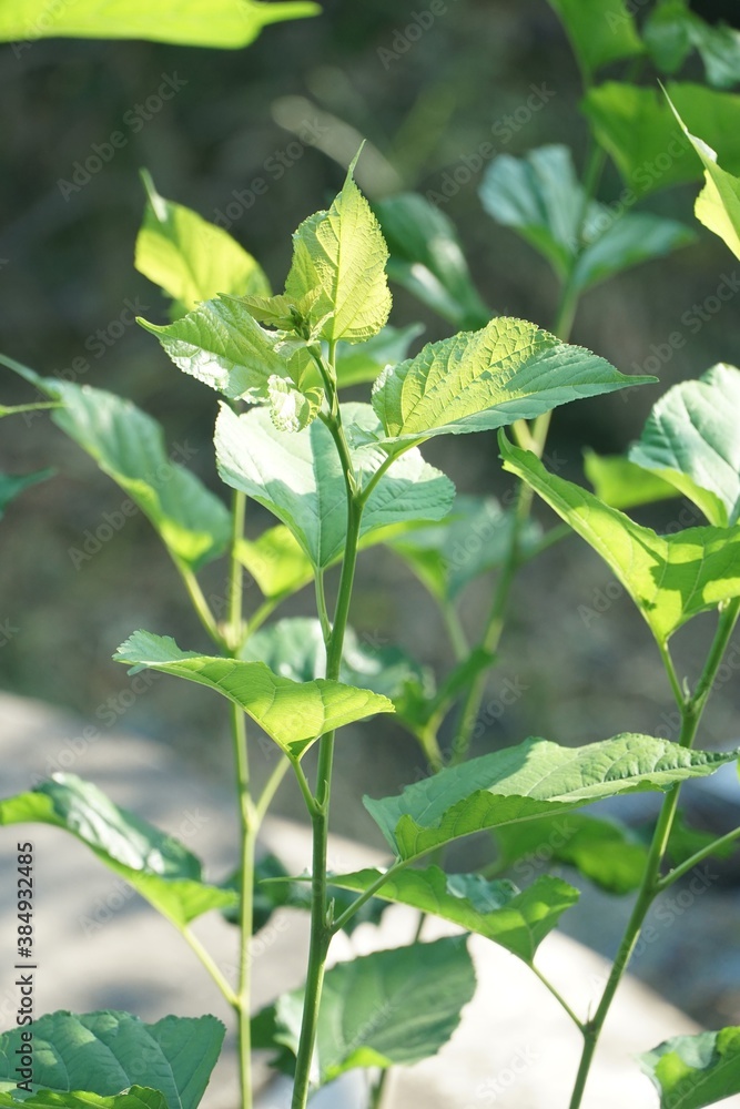 fresh green Morus alba leaves in nature garden fresh green Morus alba leaves in nature garden