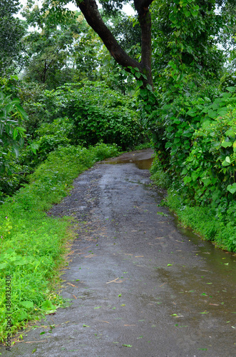 Wet concrete road and trees around