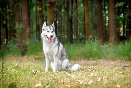 A young Siberian Husky female is sitting at the forest on the green grass. She has amber eyes  grey and white fur. A trail crossing the copse  and there are a lot of trees in the background.