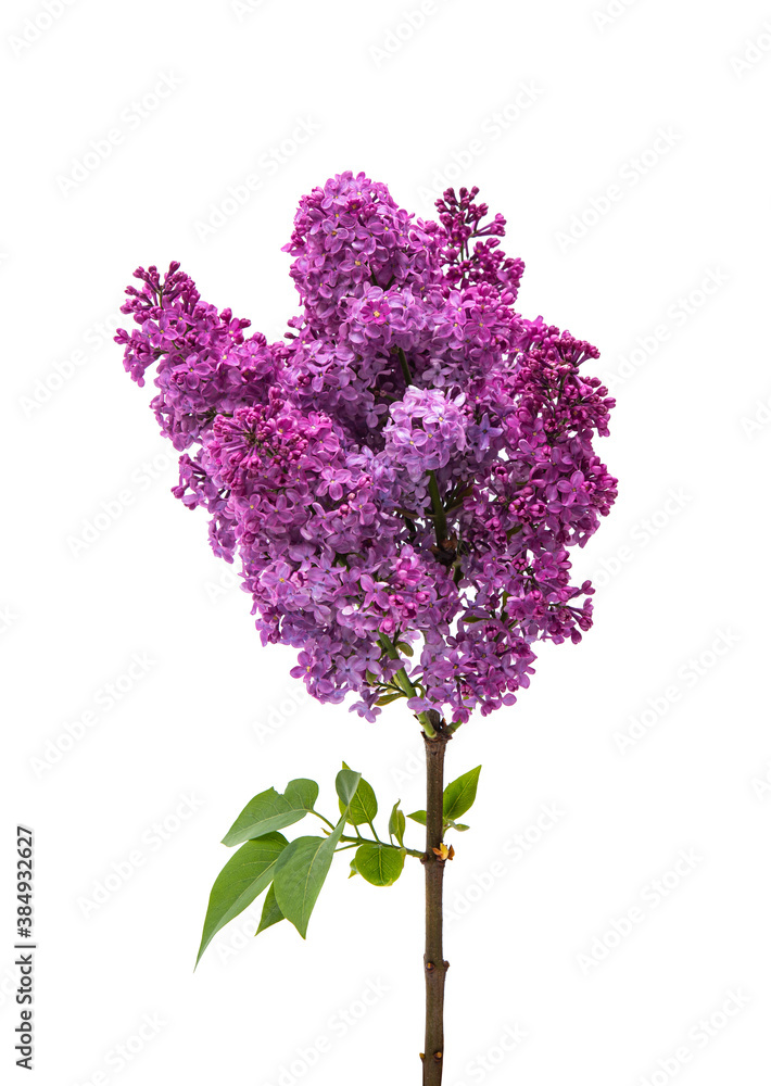 Obraz premium lilac isolated