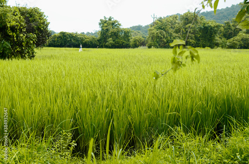 Landscape of rice field crop, Tall green grass