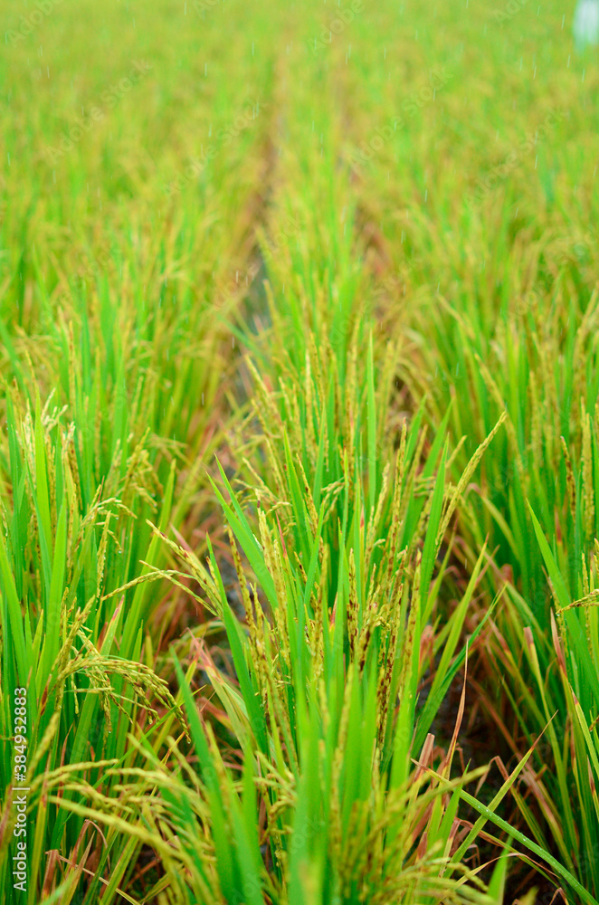 Fototapeta premium grown rice crop grass in rain