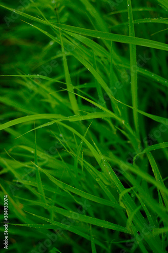 Fresh green grass in monsoon season