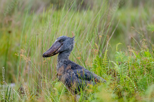 Shoebill in Mabamba Swamp photo