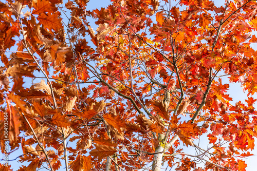 View of the orange maple tree against the blue sky in colorful autumn 