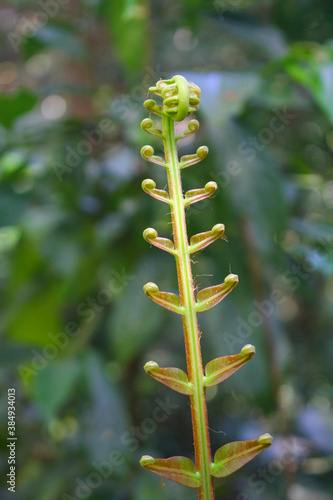 diplazium esculentum leaves (Athyriaceae) asia nature images