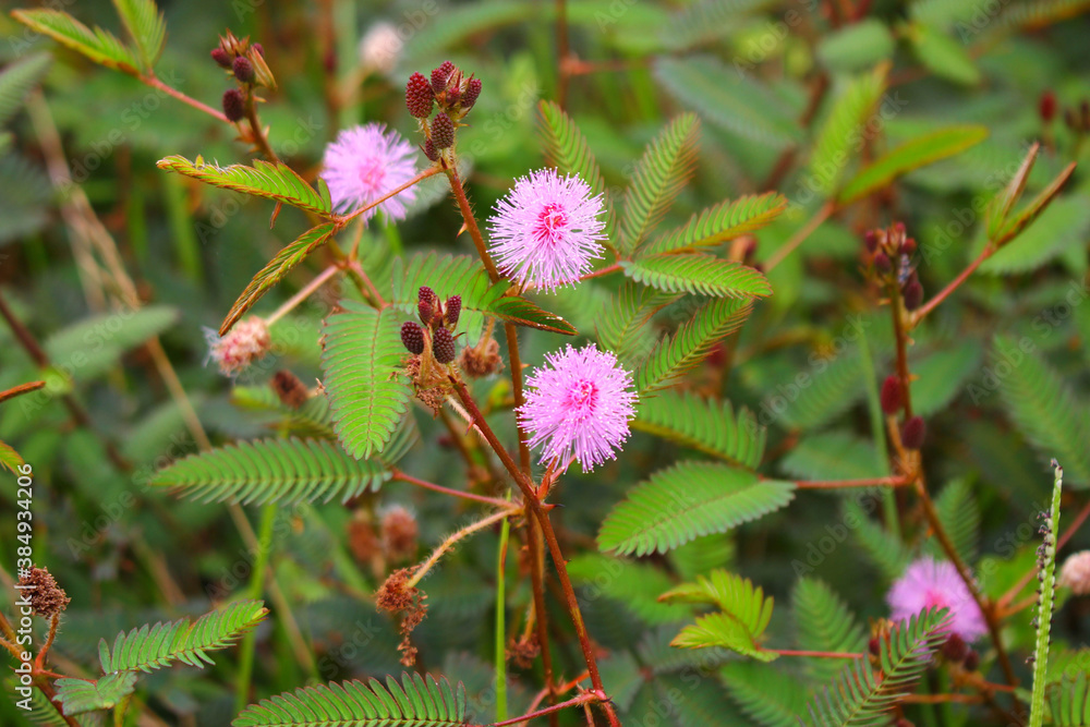 touch-me-not tree or sensitive plant Flowers asia nature touch-me-not tree or sensitive plant Flowers asia nature