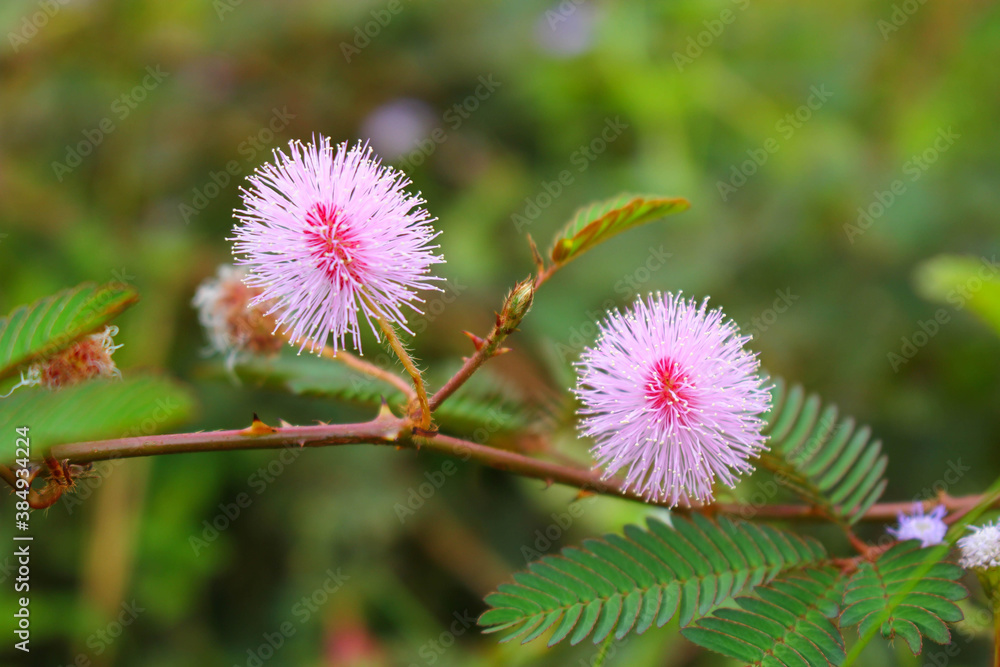 touch-me-not tree or sensitive plant Flowers asia nature