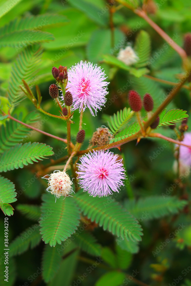 touch-me-not tree or sensitive plant Flowers asia nature touch-me-not tree or sensitive plant Flowers asia nature