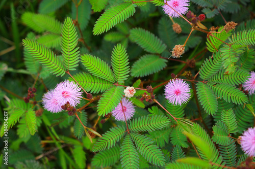 touch-me-not tree or sensitive plant Flowers asia nature