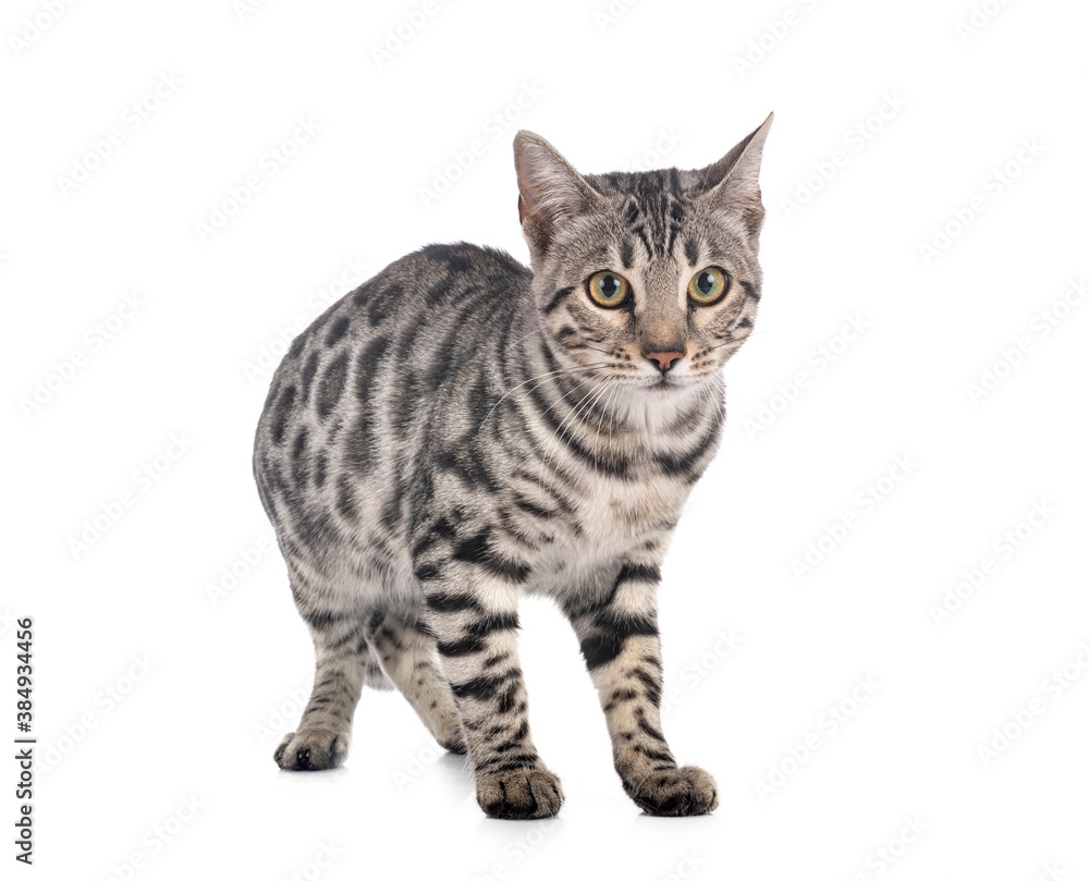 bengal cat in studio