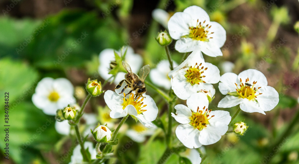 Bee is working for honey on strawberry plants. Bee is working for honey on strawberry plants.