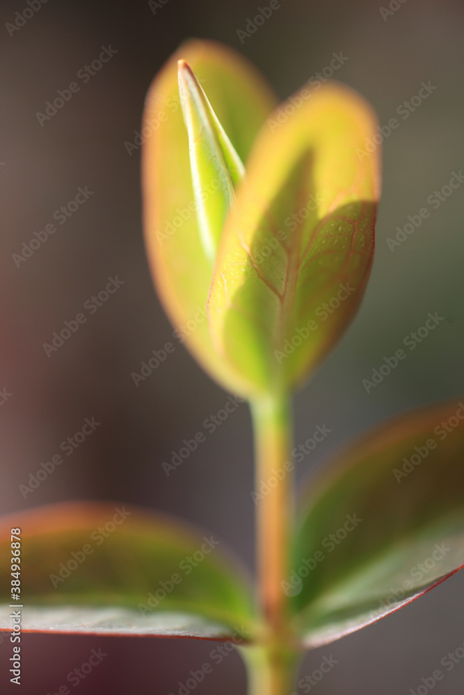 Obraz premium ヒペリカムヒドコードの新芽