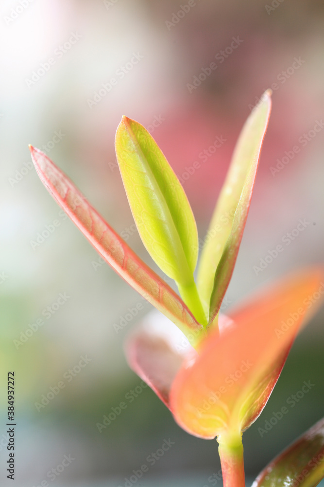 Fototapeta premium カナメモチの新芽