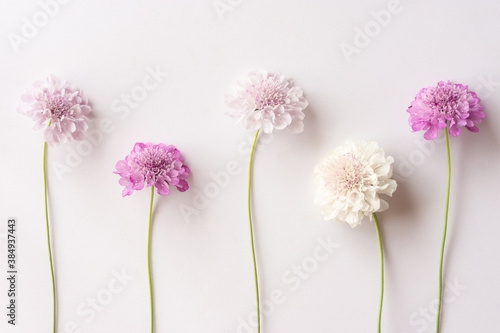 Group of white purple and pink scabiosa flowers on a white background. Beautiful floral background, flat lay photo