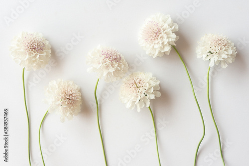 Group of white scabiosa flowers on a white background. Beautiful floral background, flat lay photo
