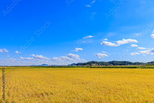 Korean traditional rice farming. Rice farming landscape in autumn. Rice field and the sky in  Gimpo-si  Gyeonggi-do Republic of Korea.
