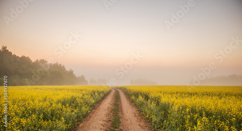 Yellow field of rapeseed. Growing agriculture on the farm.