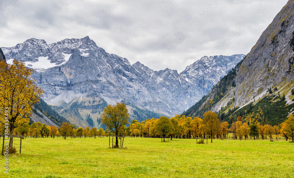 Maple trees at Ahornboden, Karwendel mountains, Tyrol, Austria