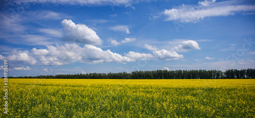 Yellow field of rapeseed. Growing agriculture on the farm.