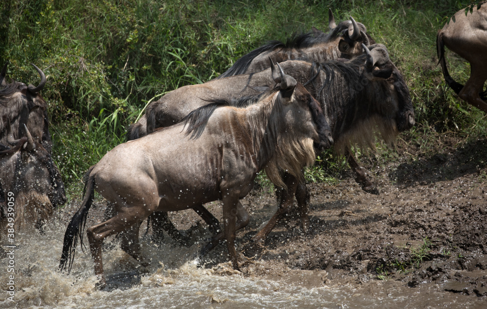 The Wildebeest migration on the banks of the Mara River. Every Year 1.5 million cross the Masai Mara in Kenya. The Wildebeest migration on the banks of the Mara River. Every Year 1.5 million cross the Masai Mara in Kenya.