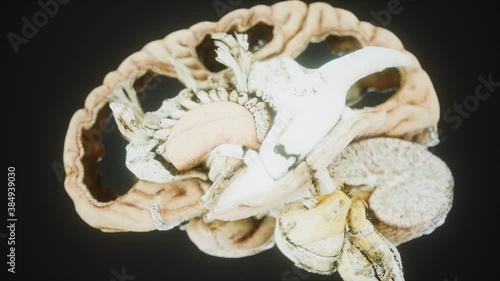 medical anotomy of real human brain photo