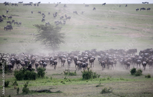The Wildebeest migration on the banks of the Mara River. Every Year 1.5 million cross the Masai Mara in Kenya.	 photo