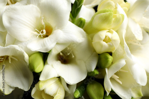 Closeup view of beautiful white freesia flowers