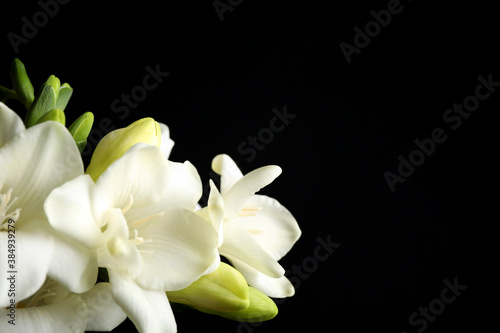 Beautiful freesia flowers on black background, closeup. Space for text