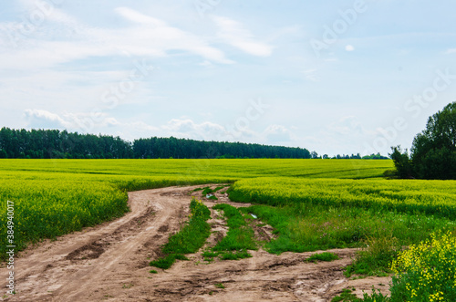 Yellow field of rapeseed. Growing agriculture on the farm.