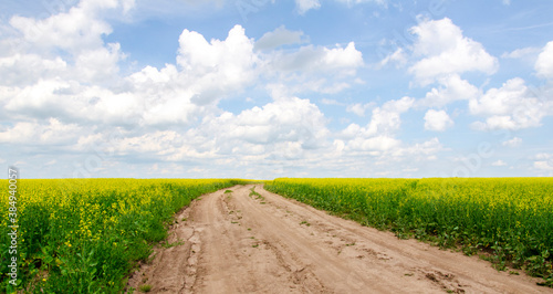 Yellow field of rapeseed. Growing agriculture on the farm.