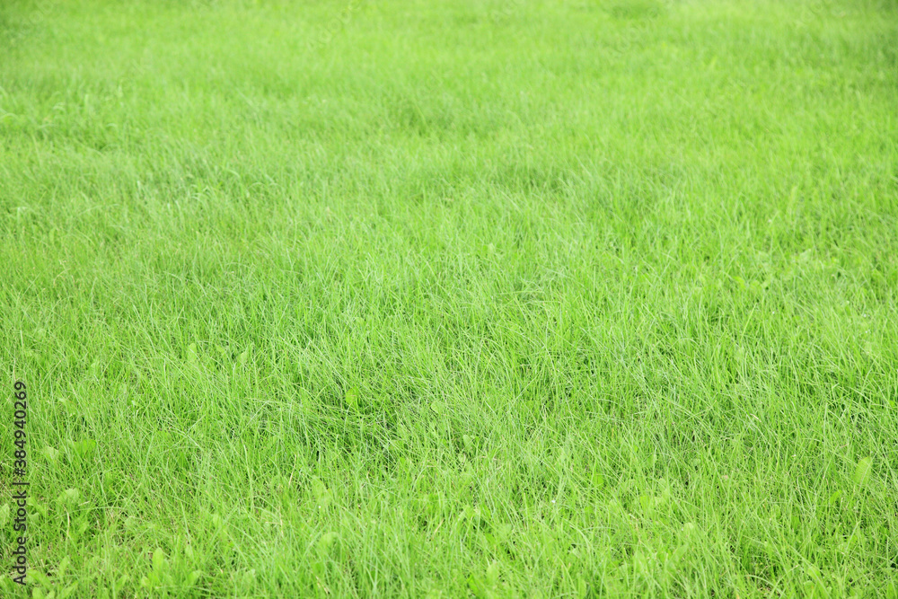 一面の緑 一面の緑