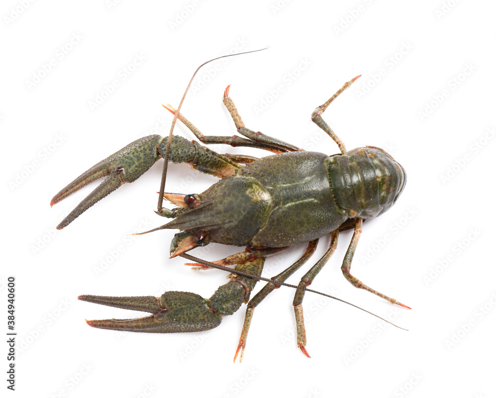 Fresh raw crayfish isolated on white, top view. Healthy seafood Fresh raw crayfish isolated on white, top view. Healthy seafood