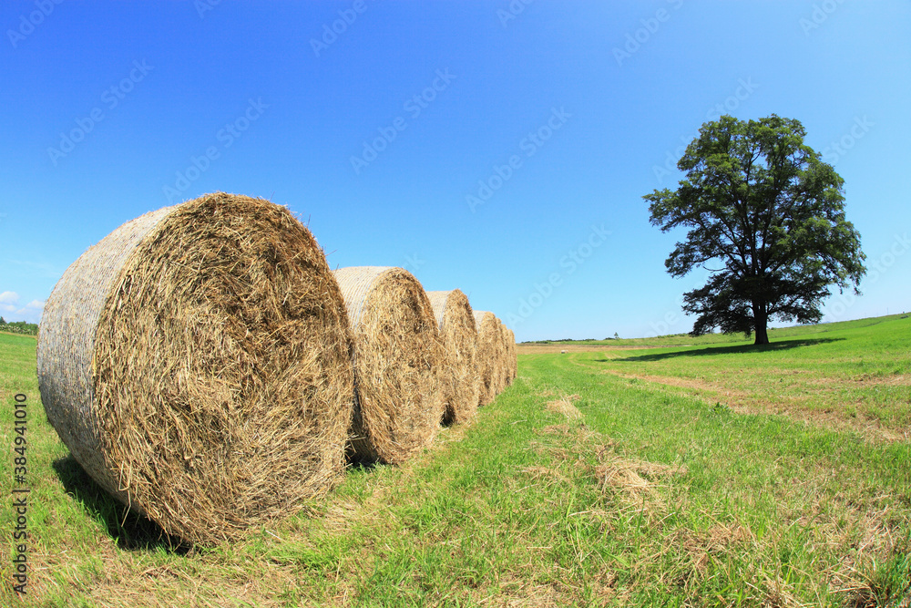 牧草ロールとハルニレの木