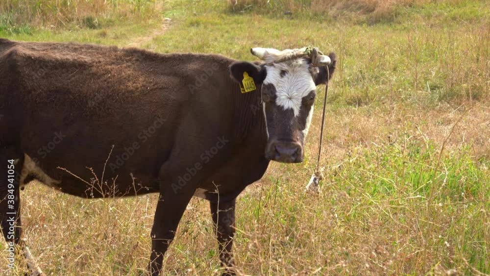 a bull with a yellow chip in its ear grazes in a meadow. symbol of the year 2021. a bull with a yellow chip in its ear grazes in a meadow. symbol of the year 2021.