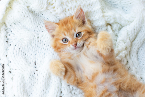 Cute little red kitten lies comfortably on white knitted scarf.